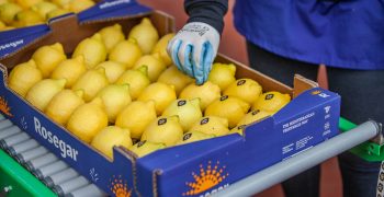 <strong>Rosegar </strong>supplies 25,000 tons of lemons the sustainable way