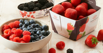 <strong>Hoogstraten, </strong>closer to consumers through berries