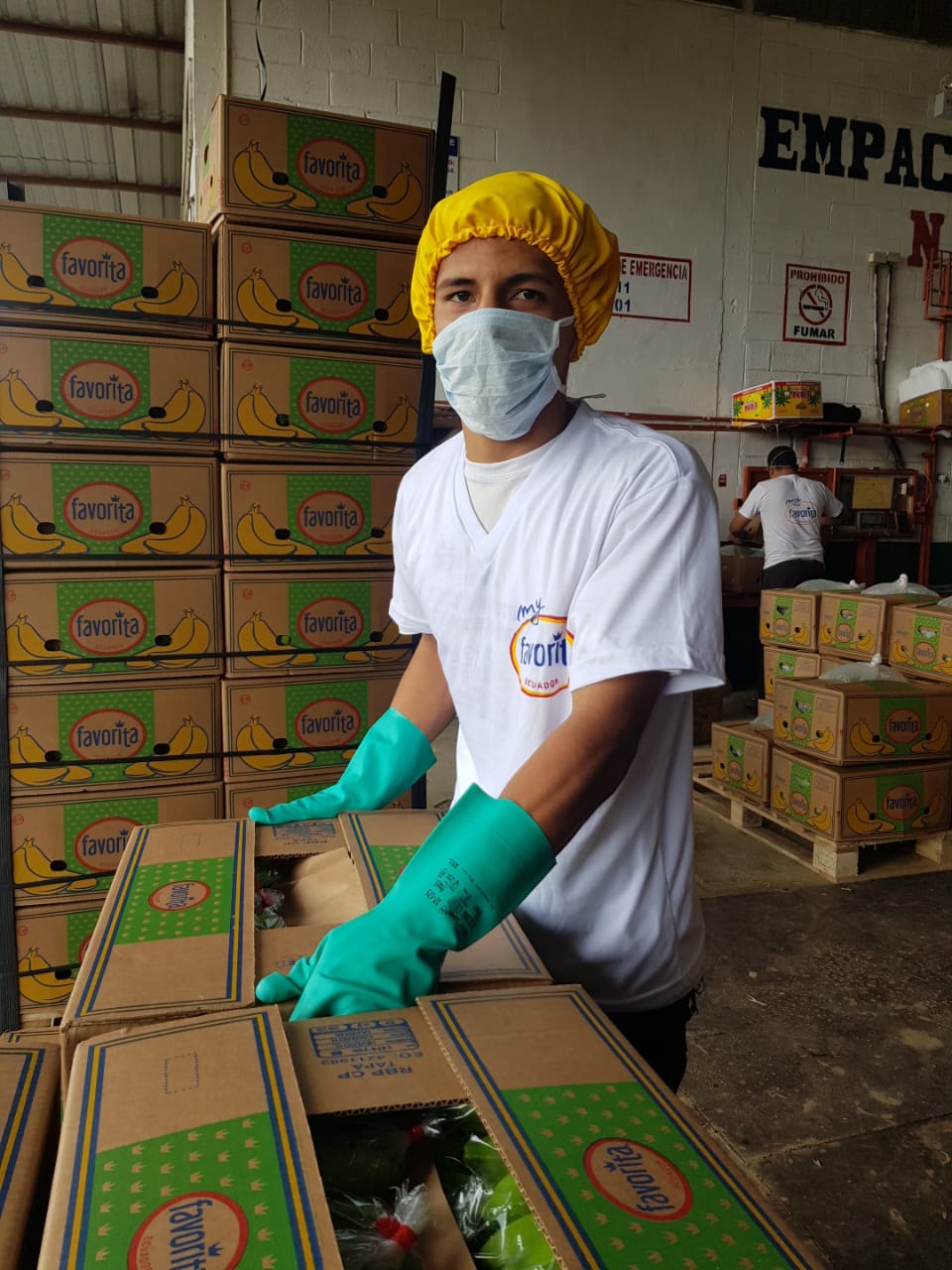 An employee of Reybanpac boxing bananas. Copyright: Reybanpac.