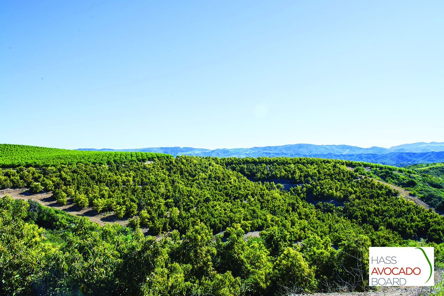 Avocado fields. Copyright: Hass Avocado Board.