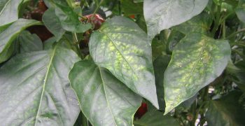Peppers spider mite free with Phytoseiulus-System