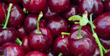 Turkey celebrates larger stone fruit crop