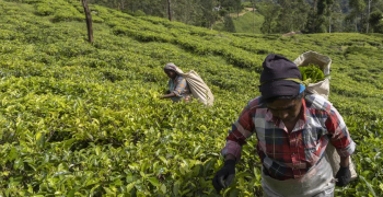 Sri Lanka’s tragic organic farming experiment