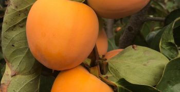 Small Spanish persimmon crop expected