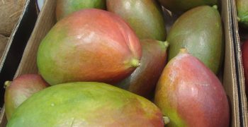Spain’s mango producers slam retailers’ speculative practices