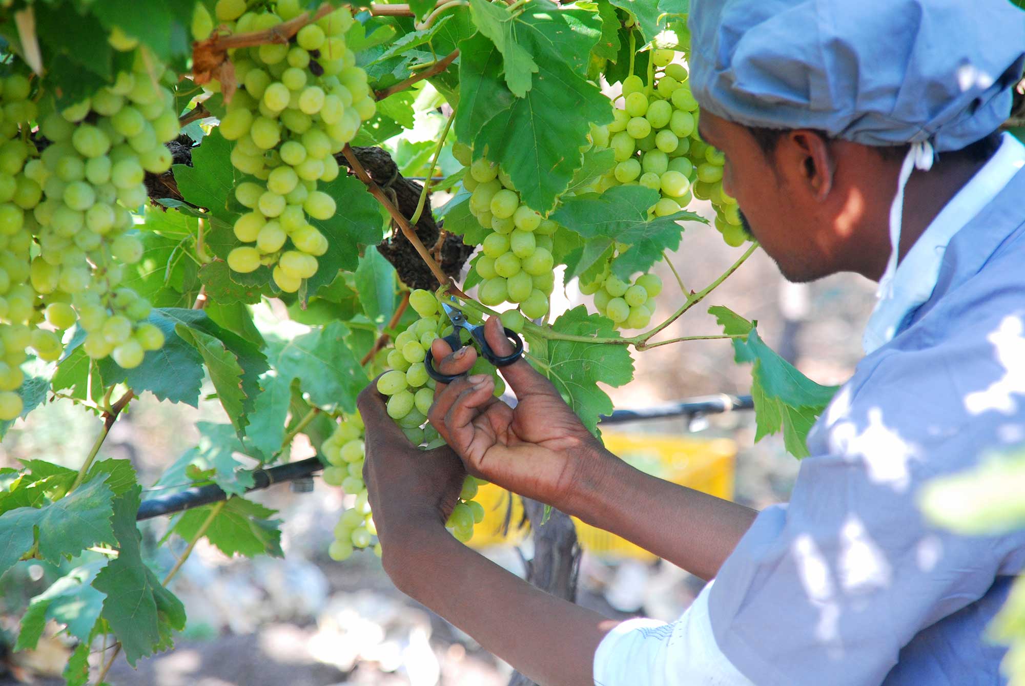 A man collecting grapes in an field in India. Copyright: Mersel.