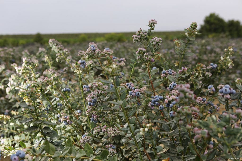 Blueberries field. Copyright: PROARANDANOS.