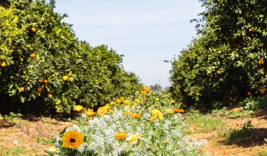 Citrus field. Copyright: Canamas.