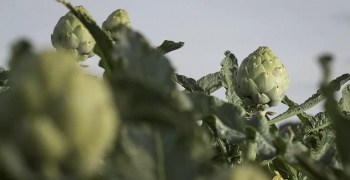 BASF launches hybrid artichoke that promises to reduce food waste