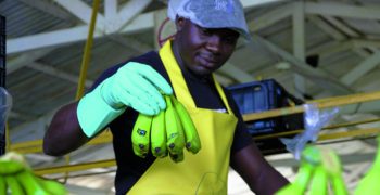 Retailers working with Fairtrade to ensure living wage for banana workers