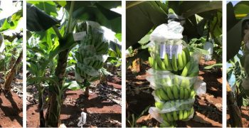 New banana variety with TR4 Panama disease resistance