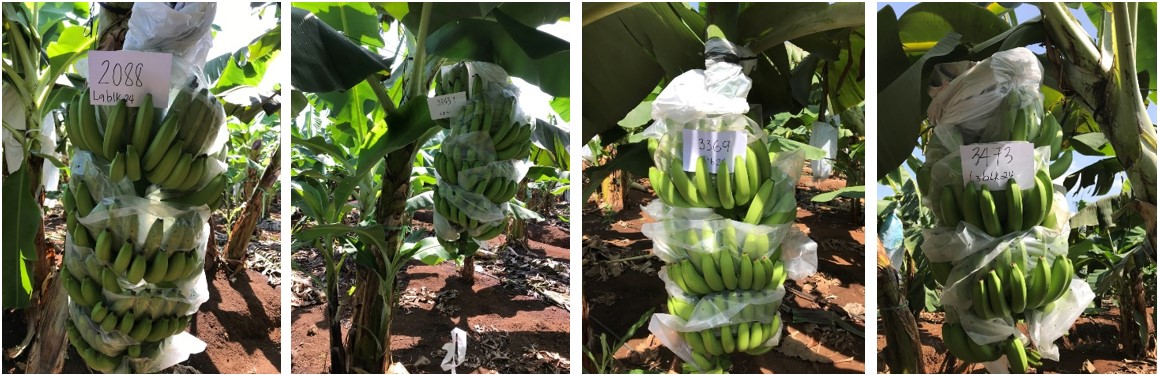 Cavendish banana resistent to TR4 developped by Rahan Meristem in partnership with Banarica Colombia. Copyright: Rahan Meristem/Wageningen University.