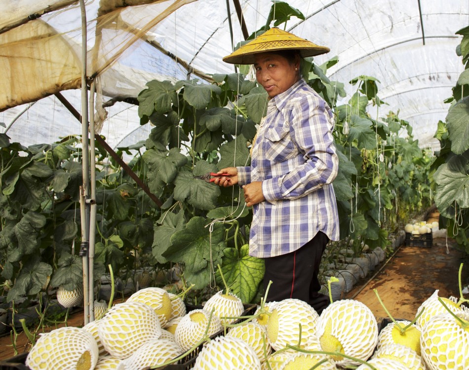 A person at work, collecting melons in a greenhouse. Copyright: Rijk Zwaan.