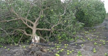 Florida’s crops devastated by Hurricane Ian 
