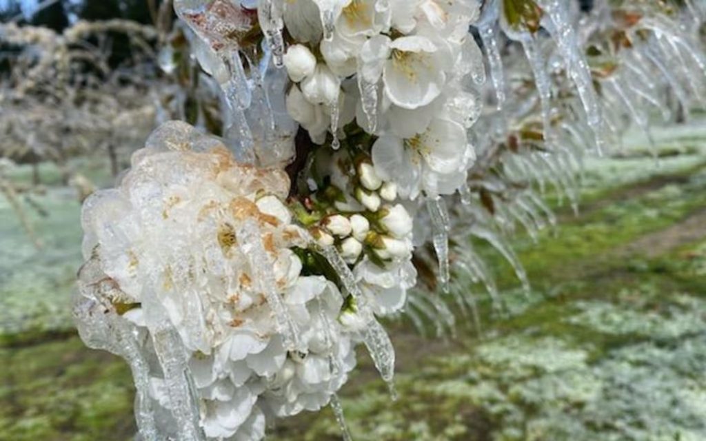 Frost in New Zealand fruit orchard. Copyright Kris Robb (Clyde Orchard)/Radio New Zealand.