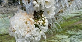 New Zealand’s crops hit by frosts