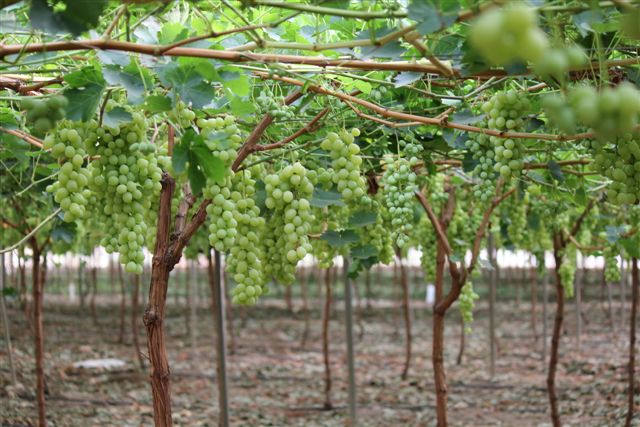 Grapes fields. Copyright: SNFL GROUP.