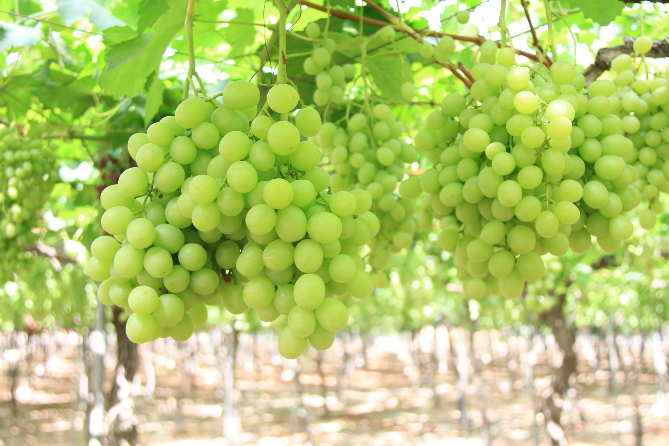 Grapes Melanie - Spain © SNFL GROUP