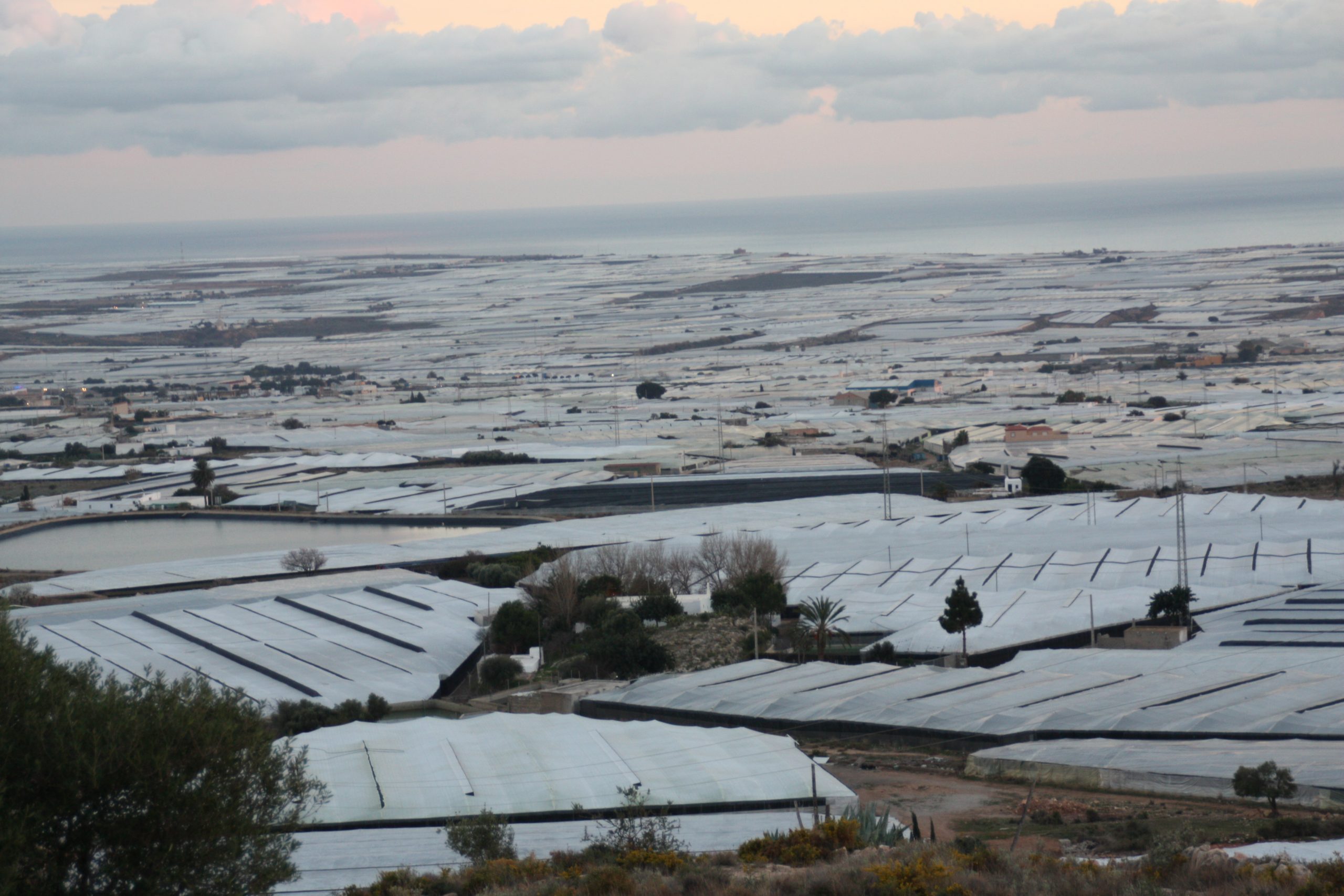 Spanish greenhouses in Almeria. Copyright: Réussir Fruits & Légumes.