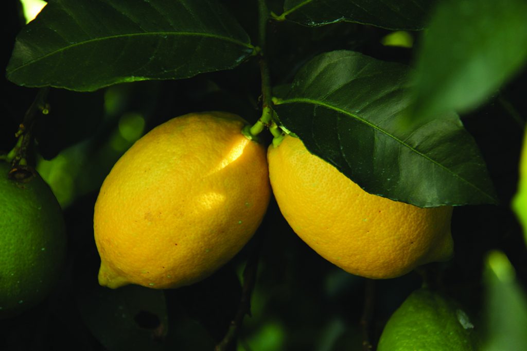 Lemons in field. All rights reserved