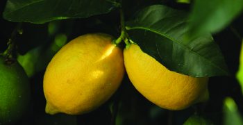 Adverse weather to cut Spanish lemon crop by 10%