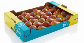 Origine Group: satisfaction for the first commercial harvest of the FRED® pear