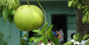 Vietnamese pomelo to enter US market