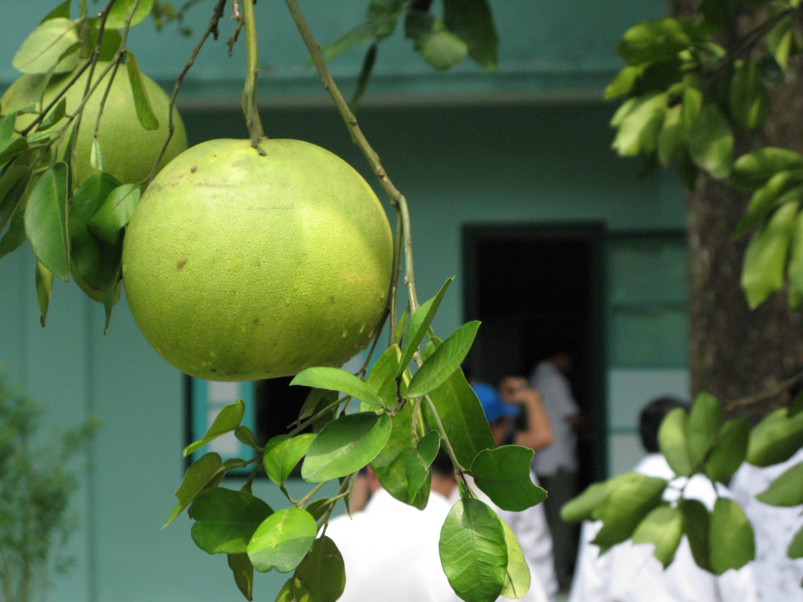 Vietnamese pomelo. Copyright: Anders Alexander/Flickr.