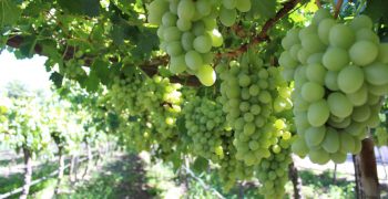 South African table grape sector primed for better season