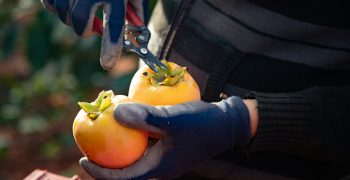 <strong>AEKAKI projects 50% drop</strong> in persimmon crop