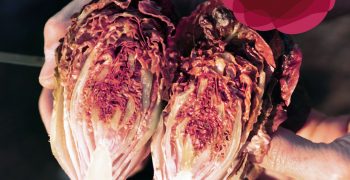 Gautier Seeds – Red Crush® lettuce, red to the heart