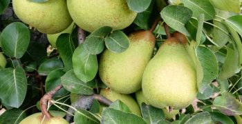 PDO Rocha Pear offers <strong>certified quality</strong>