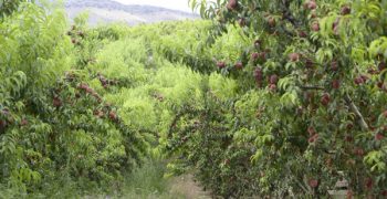 Haciendas Bio, specialists in organic farming