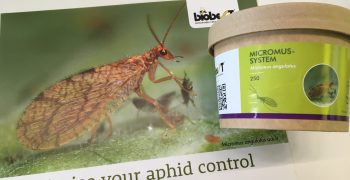 Biobest, <strong>a new IPM insect</strong> for indoor growers