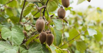 China’s domestic kiwifruit sector recovering well
