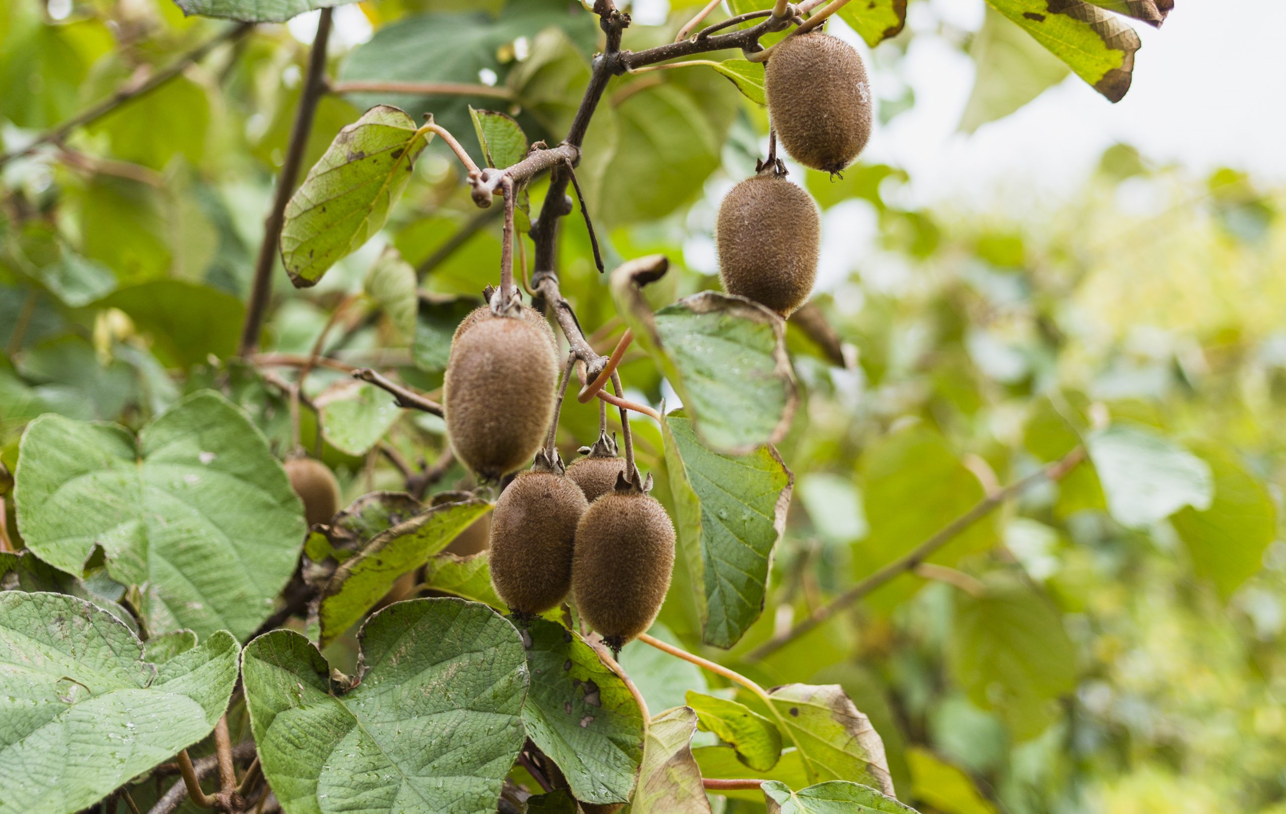 kiwi field. copyright: Freepik.