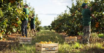 Spanish persimmon production falls by 52% in 4 years