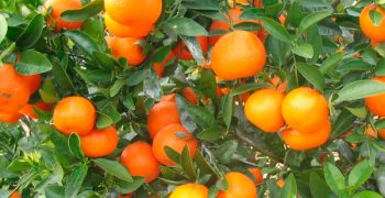 Tango mandarins to be grown in India