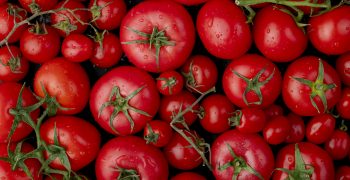 Fall in Netherlands tomato production but output rises in Spain