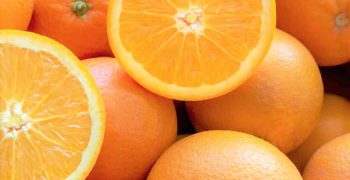 Florida’s citrus crop shrinks dramatically