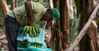 Fairtrade sets higher minimum prices for bananas