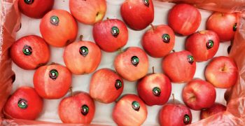 India’s fruit imports set to fall slightly