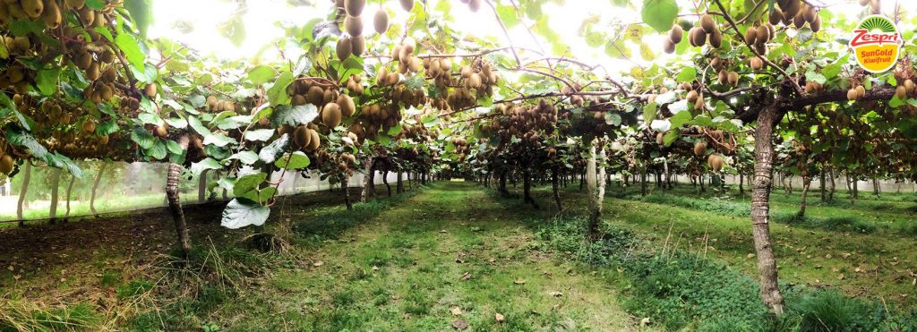 This is a Zespri Kiwifruit orchard, one of thousands of owner-operated orchards spread across the North Island of New Zealand.