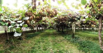 New Zealand’s 2023 kiwi crop to fall due to severe frosts