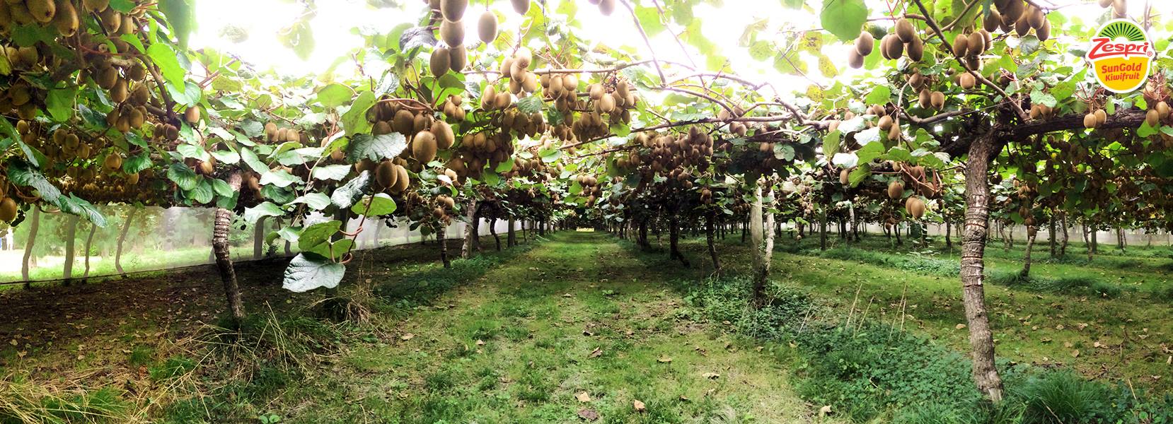 This is a Zespri Kiwifruit orchard, one of thousands of owner-operated orchards spread across the North Island of New Zealand.