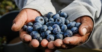 CAMPOSOL Satisfied with Blueberry Development