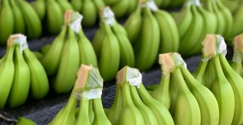 World banana exports down 7.5% in 2022