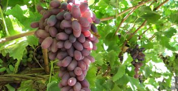 World table grape production to rise by 7% in 2022-23
