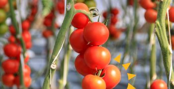 Cute Solar promotes solar greenhouses in European Parliament