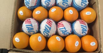 Egyptian orange exports set to surge by over 30%